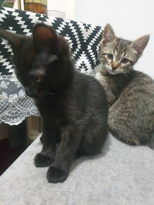 Mushuk 2 oylik yahshi insonlaga beriladi