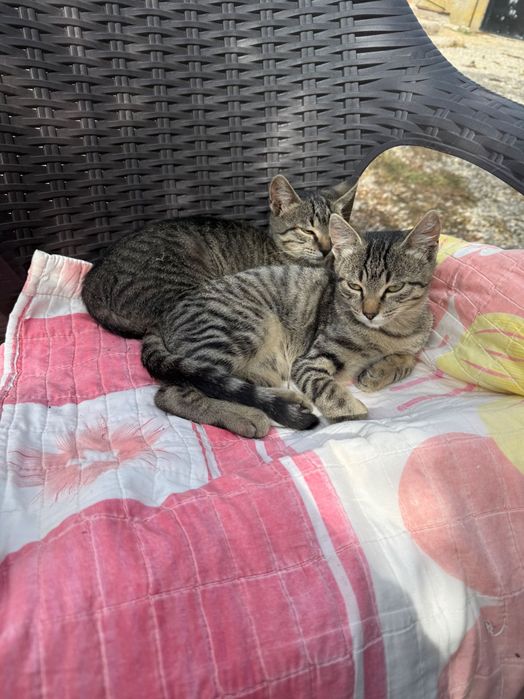 Pisici pentru adoptie