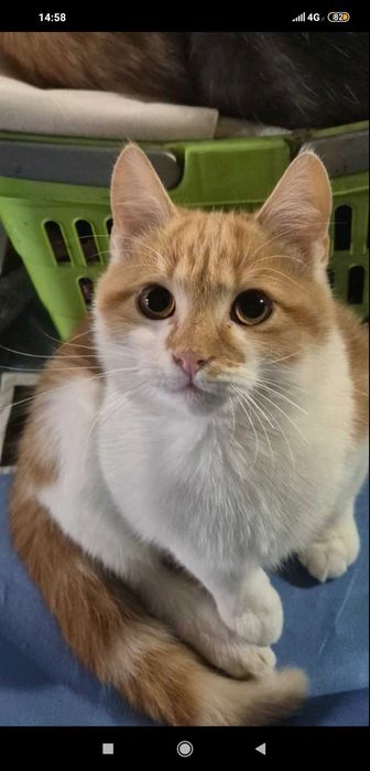 Безплатни домашни любимци