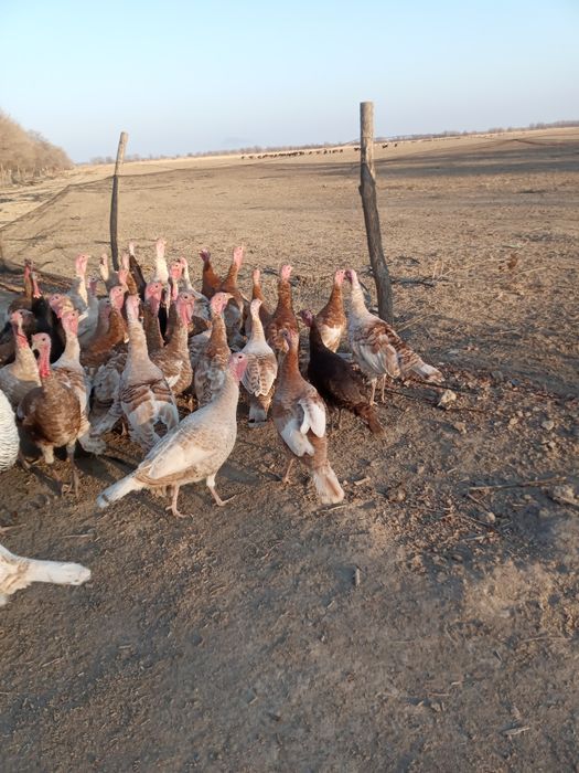 Индюки по 10.000мың