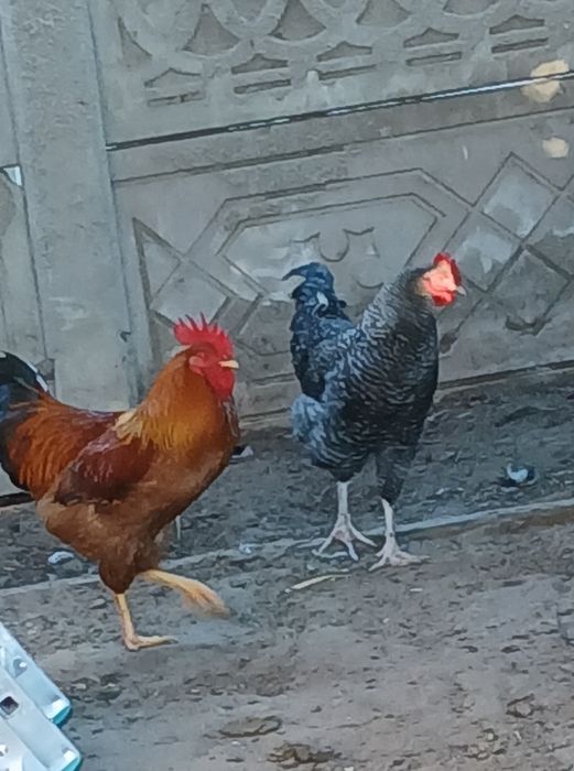 Cocosi din 2025 de vanzare