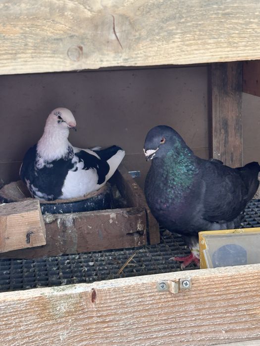 Porumbei americani AGH