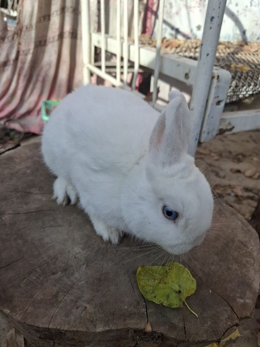 Germelin quyon sames