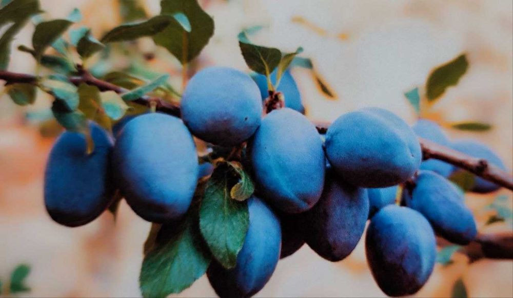 Саженцы для интенсивных садов сливы