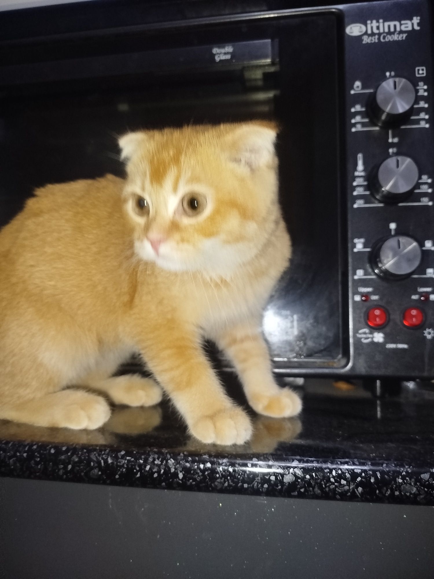 Scottish fold srochna
