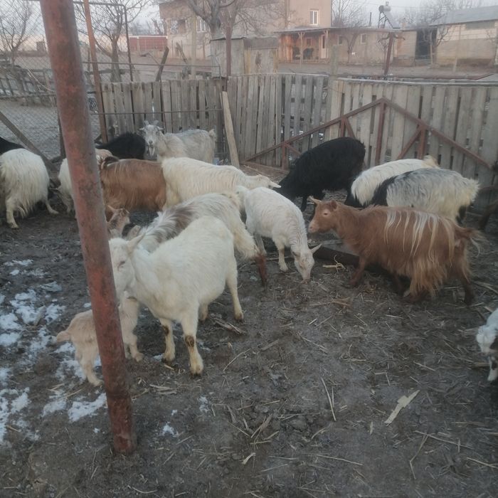 Vând capre fatate cu iezi