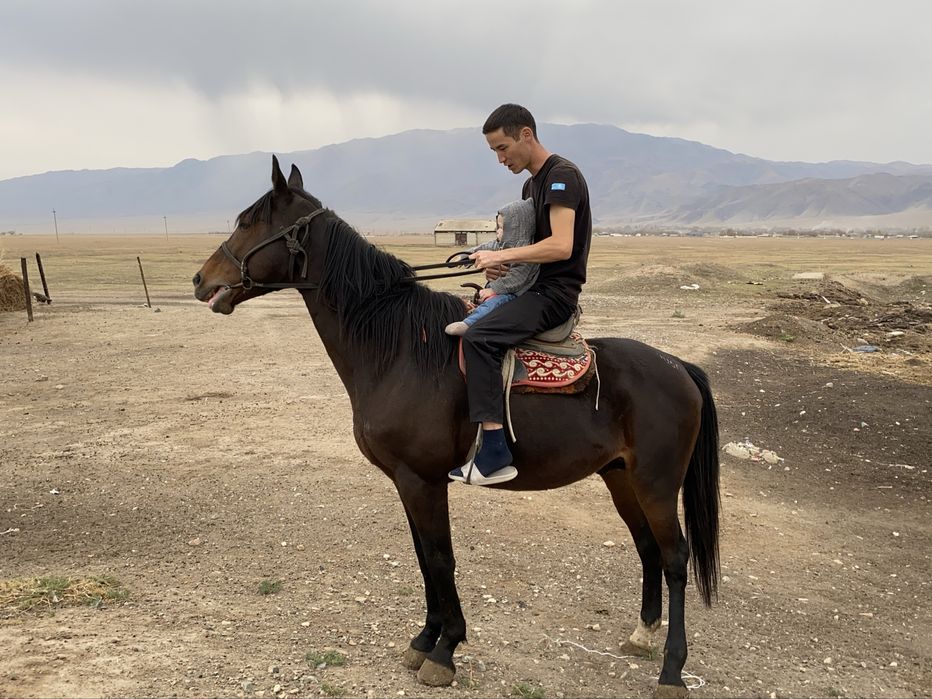 Айғыр 9 жас |Жеребец 9 лет