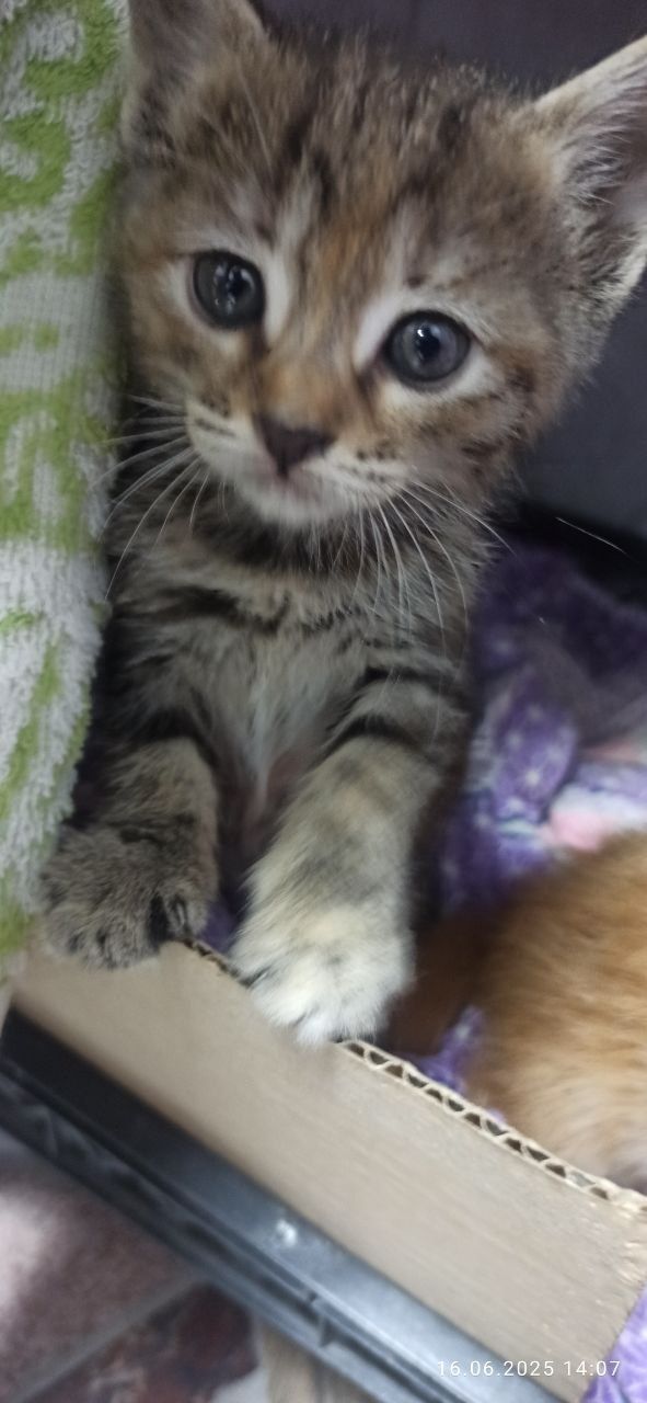 Пристраиваються Котята