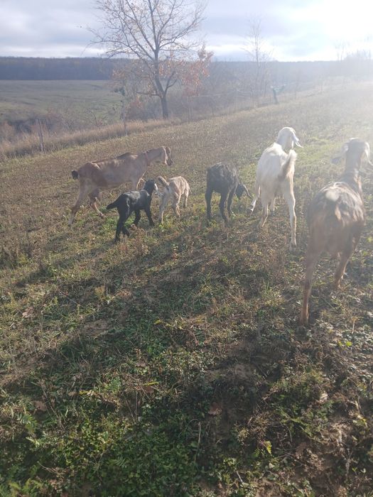 Vind o ieduta de trei luni sau schimb cu un tap tot anglonubian