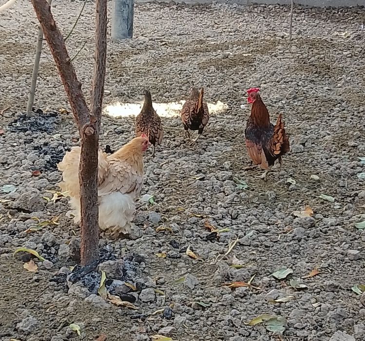 kareskiy sebraytlar sotiladi