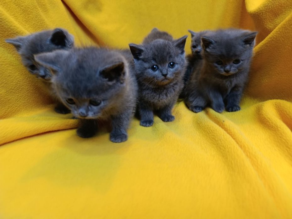 Котета порода Руска синя котка