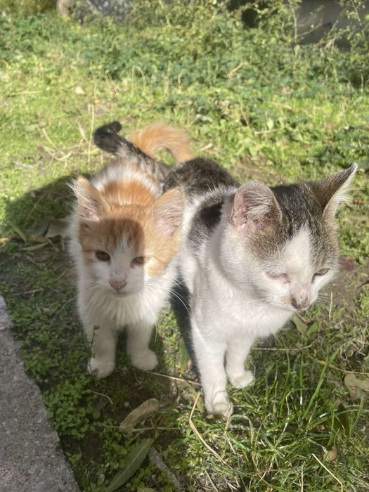 Котета търсят домове