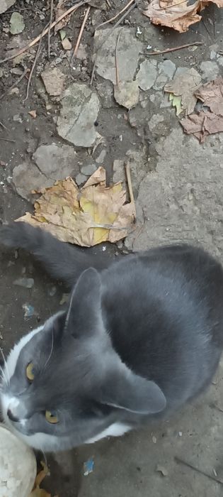 Ofer spre adopție motănel