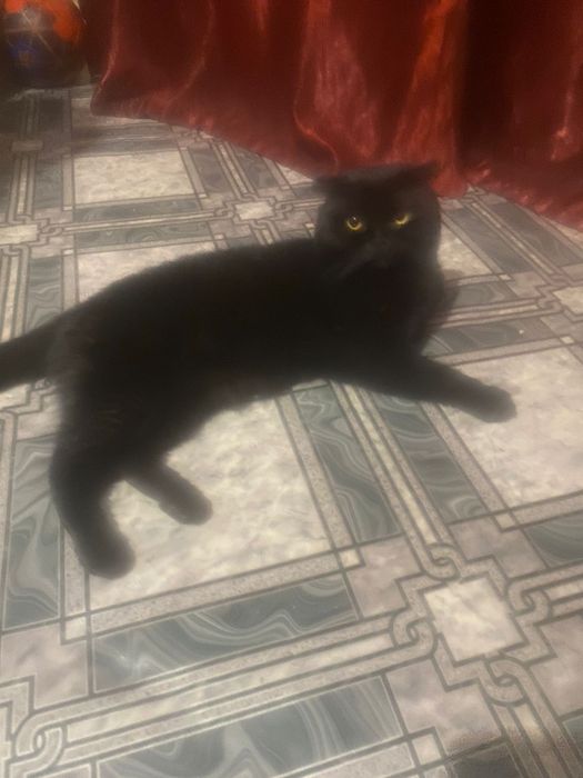 Ищем кошечку для вязки