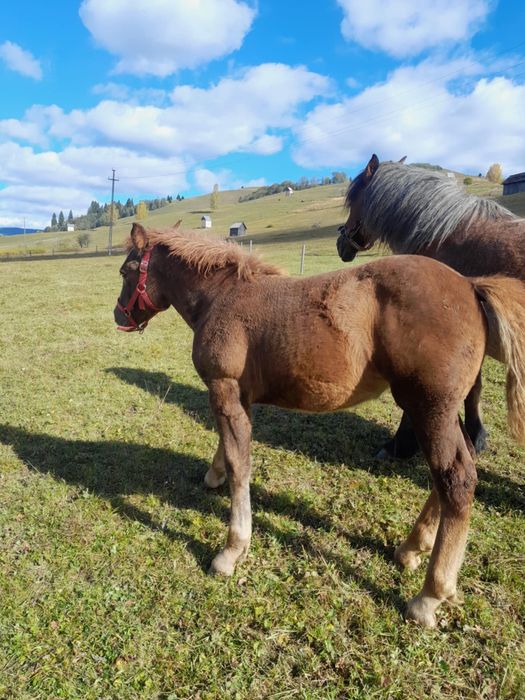 Vand manza, pe 15 face 5 luni