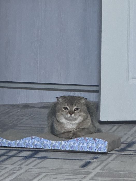 Вязка кота, золотой шиншилла