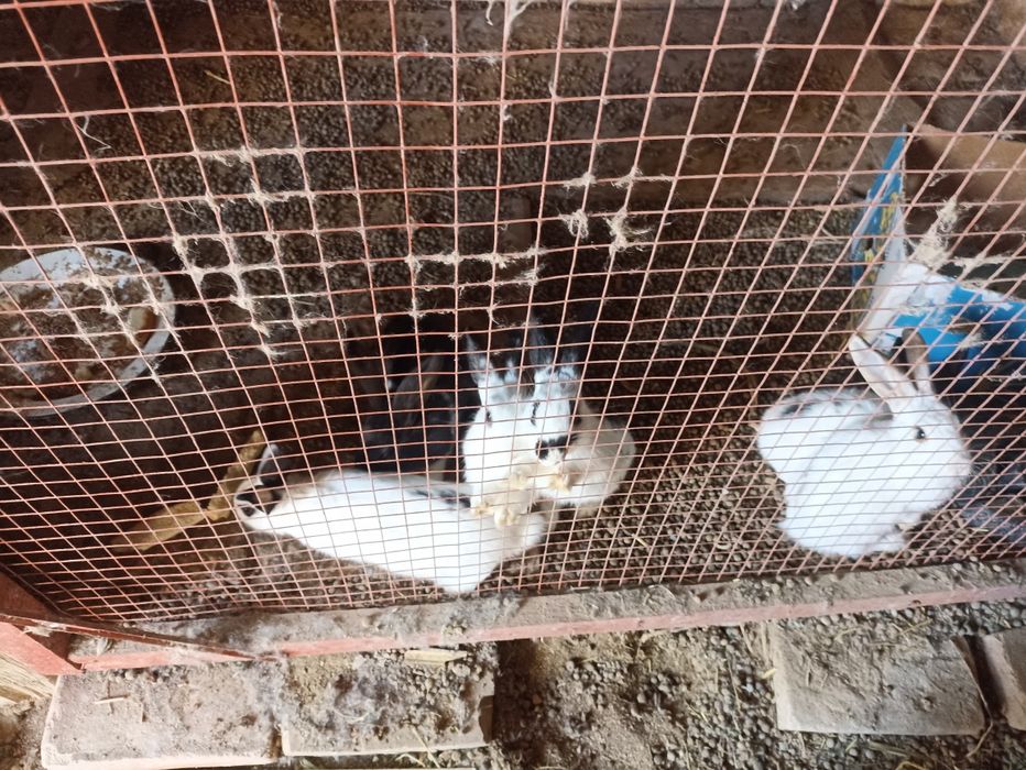 Quyonlar optom 35 000