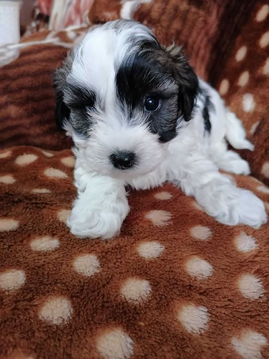 catel bichon havanez