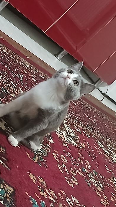 Scottish strayt, 7 oylik, qiz bola