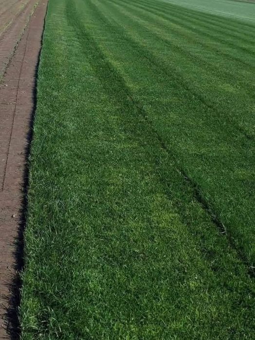 Gazon rulou si sistem de irigatii