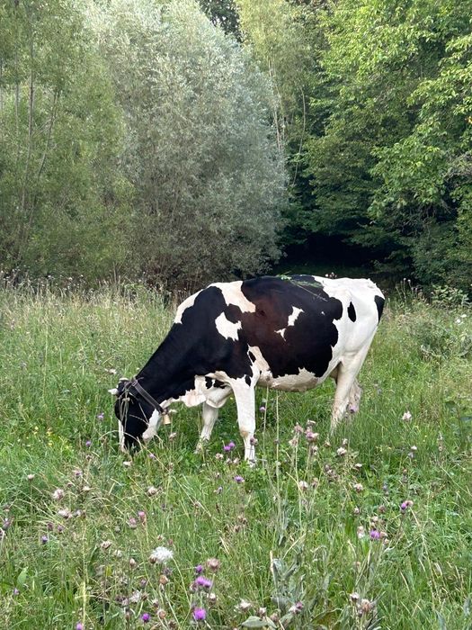 Vaci de lapte tinere