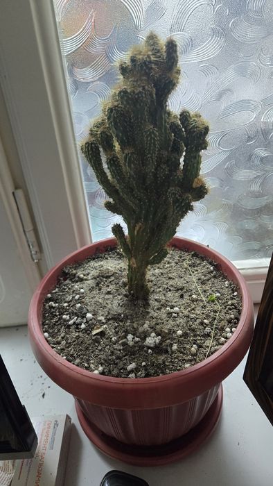 Комнатные растения, для офиса в премиальных горшках.