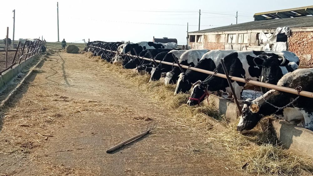 Vând vacă  din gospodărie