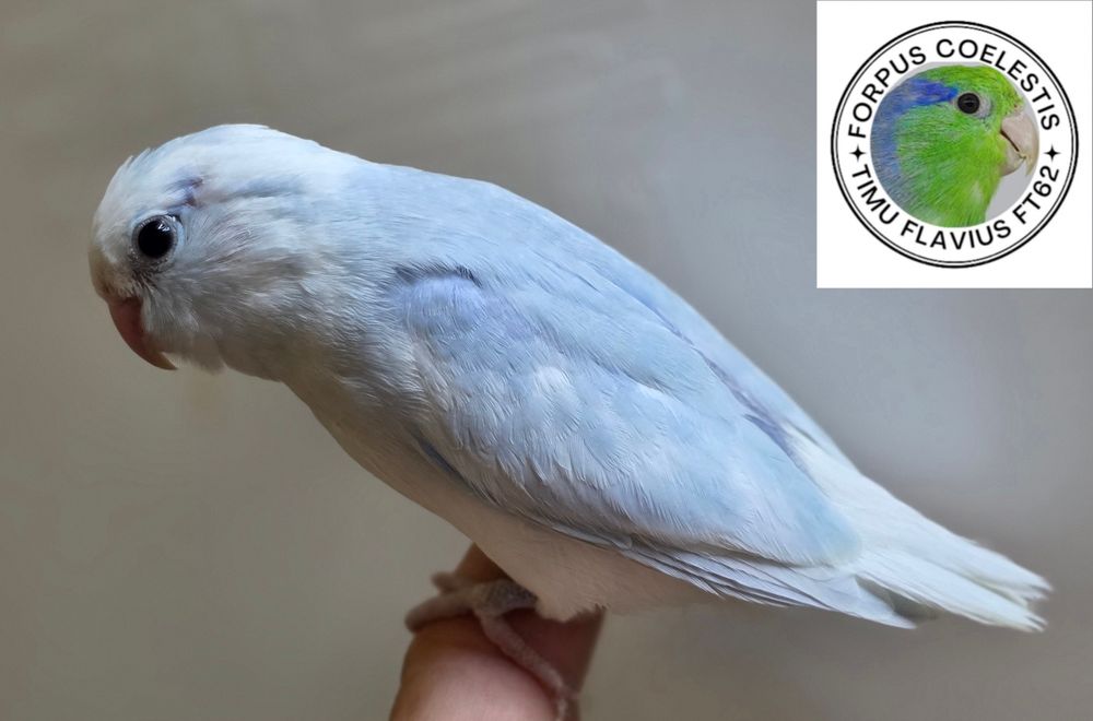 Papagali sociabili , forpus coelestis