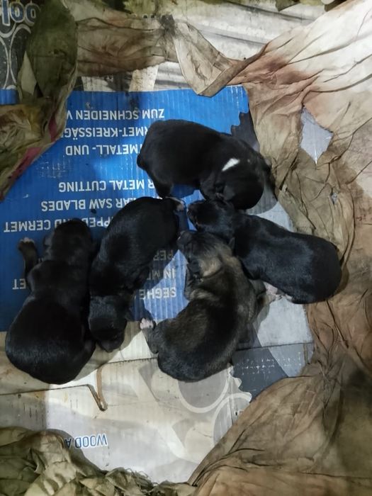 Отдам щенков в хорошие руки