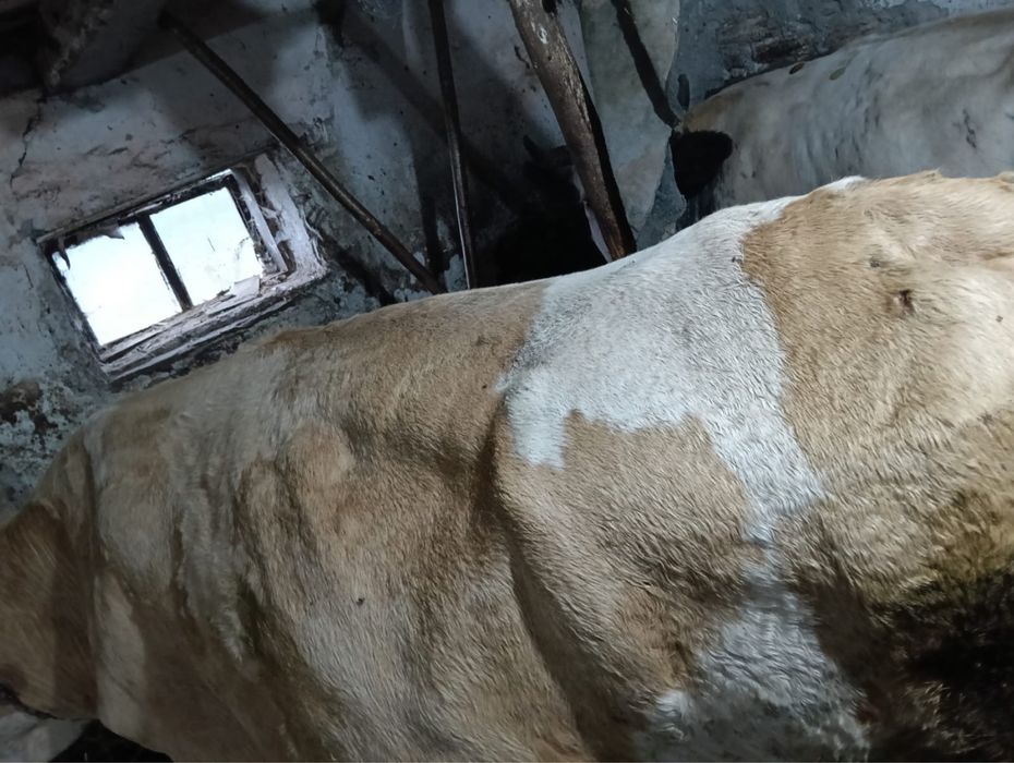 Vaca baltata romaneasca