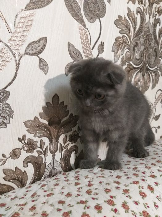 Zotdor britaniskiy mushuk bolasi sotiladi