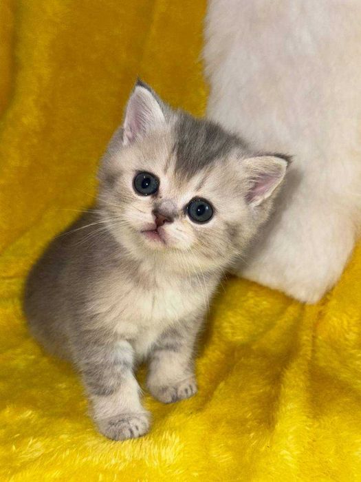 британские котята шиншиллы