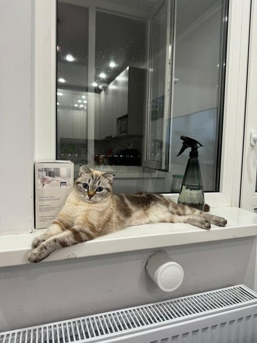 Вязка, кошечка, девушка, год