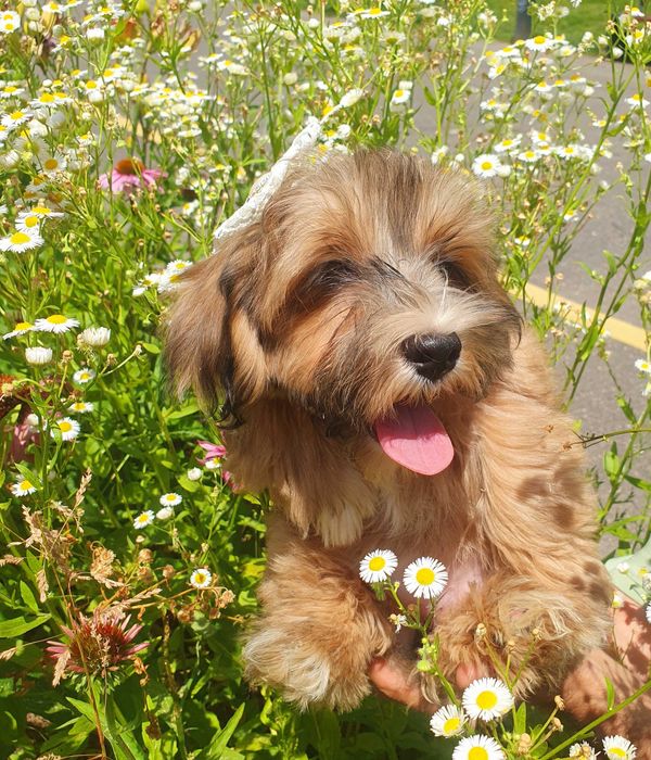 Catelusa bichon havanez cu pedigree canisa autorizata