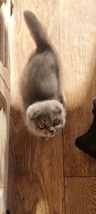 Котята  продаются