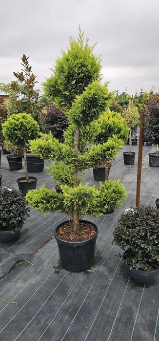 Magnolie glandiflora artar japonez diferite forme din tuia