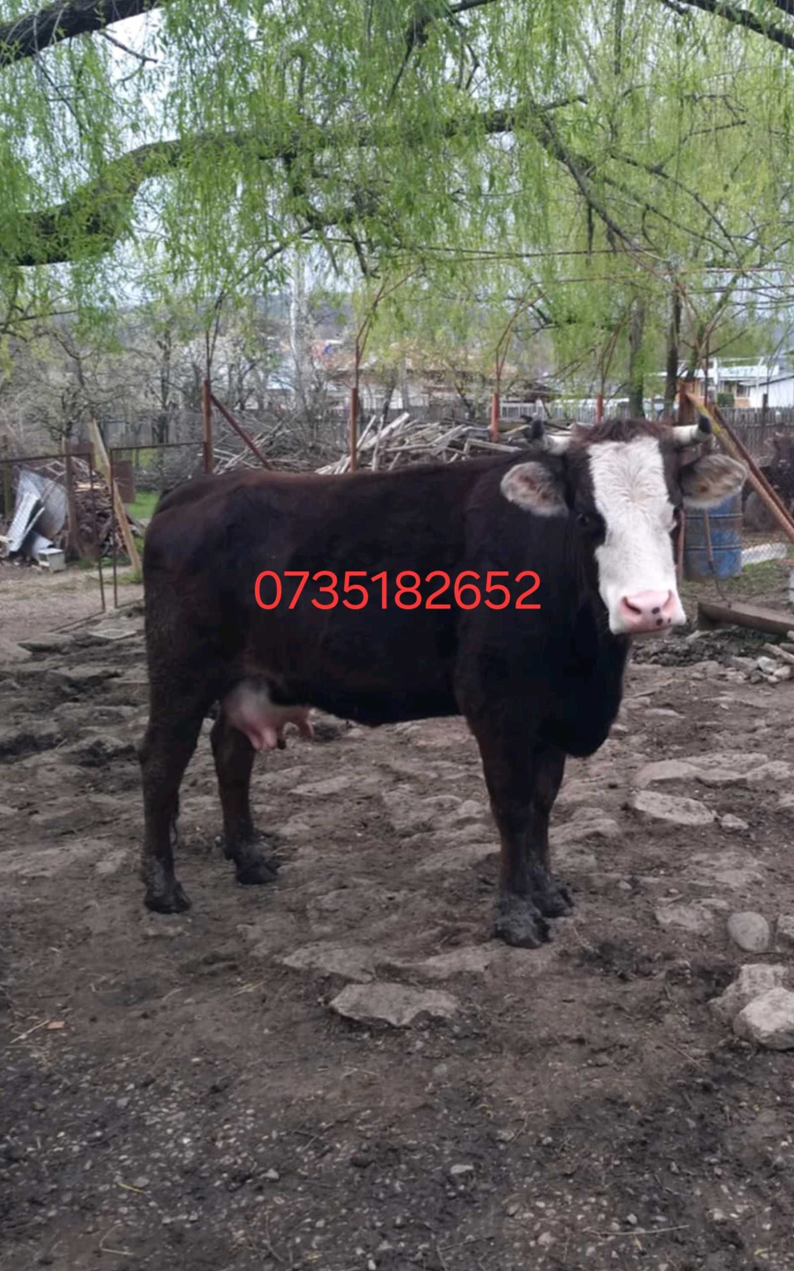 Vaca de vânzare la prima fatare cu sau fara vitel.