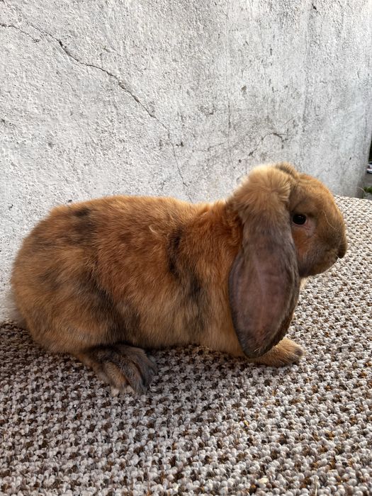 Кролики французкий баран