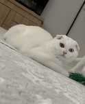 Scottish Fold W63 – raritate cu ochi diferiți, arămiu și albastru cer