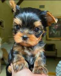 Baietel Yorkshire Terrier mini toy din parinti cu pedigree