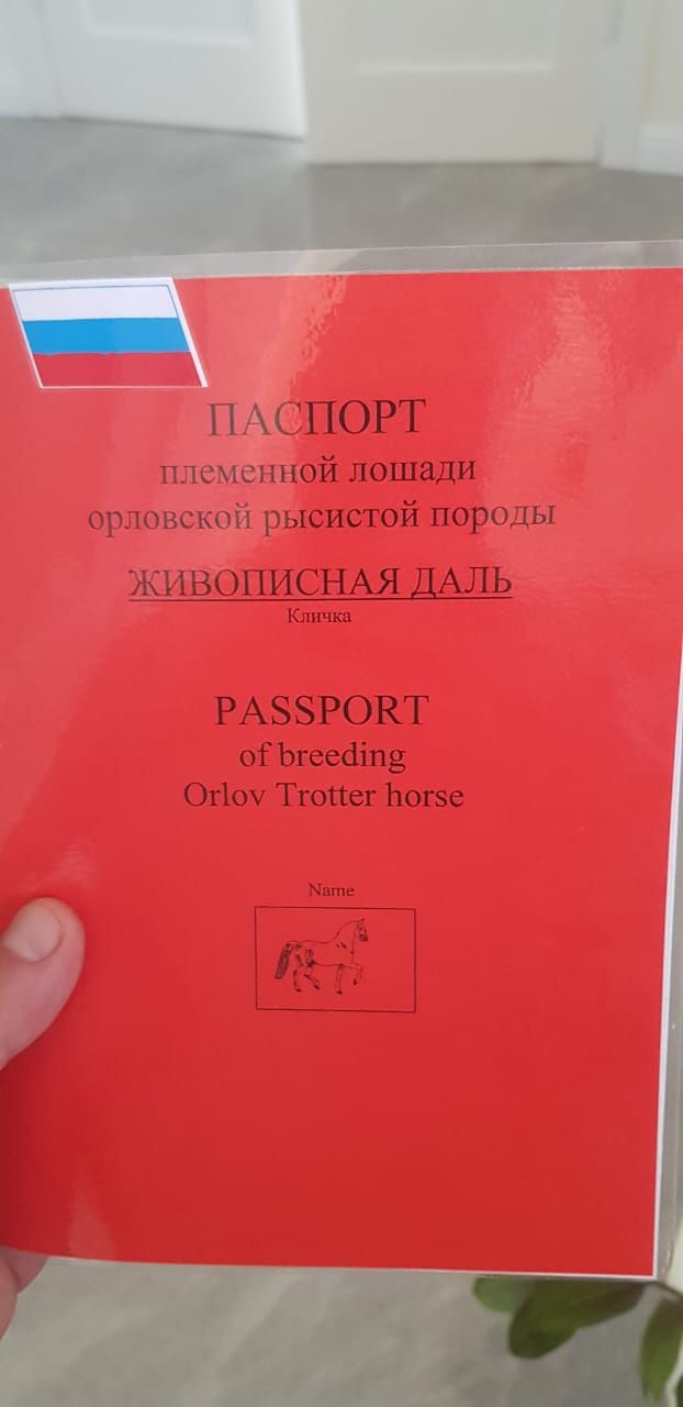 Продам Орловскую кобылку