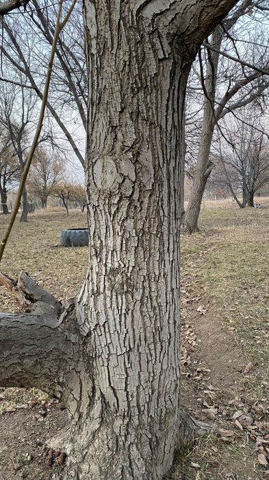 Жаңғақ ,өрік ағаштары сатылады, тұт ағашыда бар