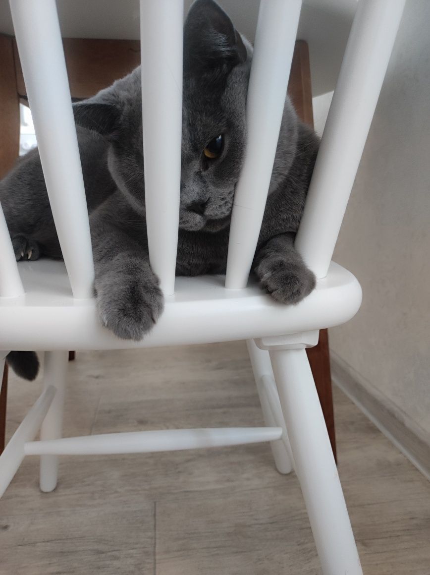 Котик в добрые руки