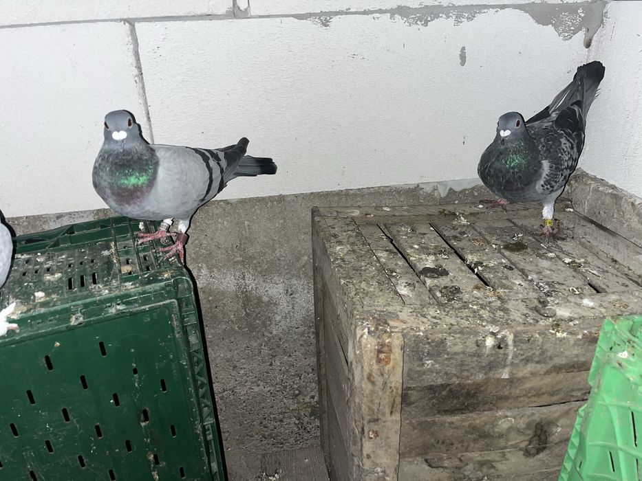 Vand porumbei satineti