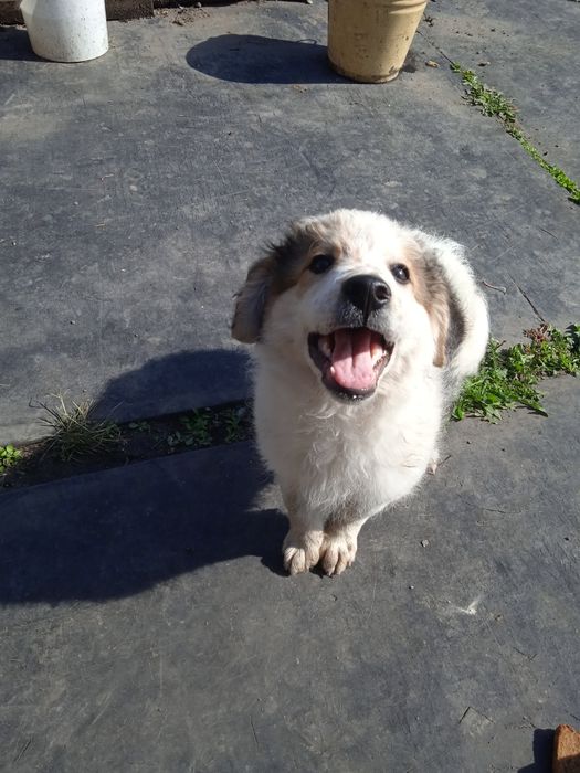 Отдам  щенка бесплатно