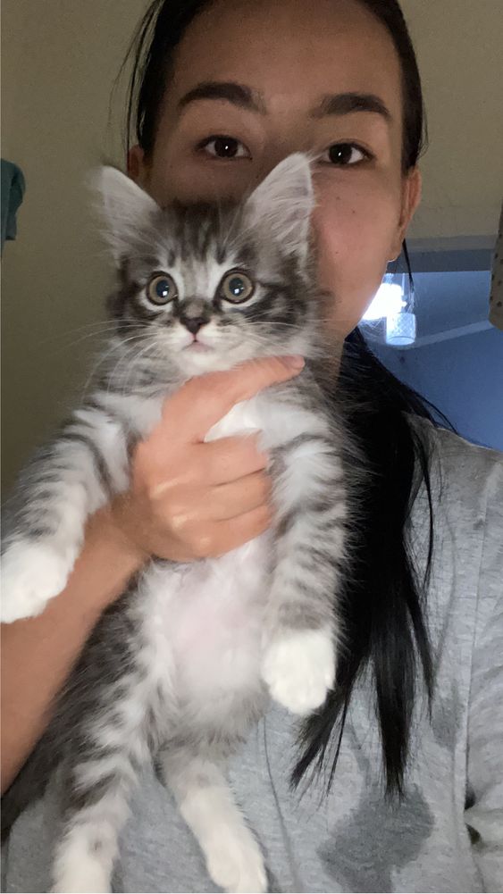 Котенок девочка Хэппи