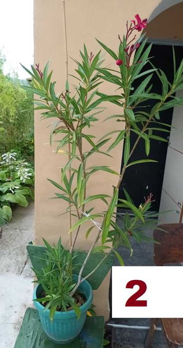 Зокуми,Олеандри,Лян