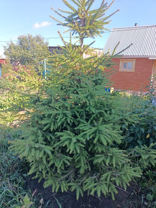 Продам Сибирская ель
