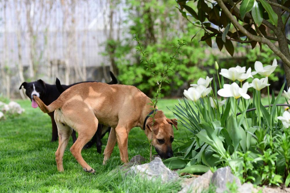 Cățelușă spre adopție