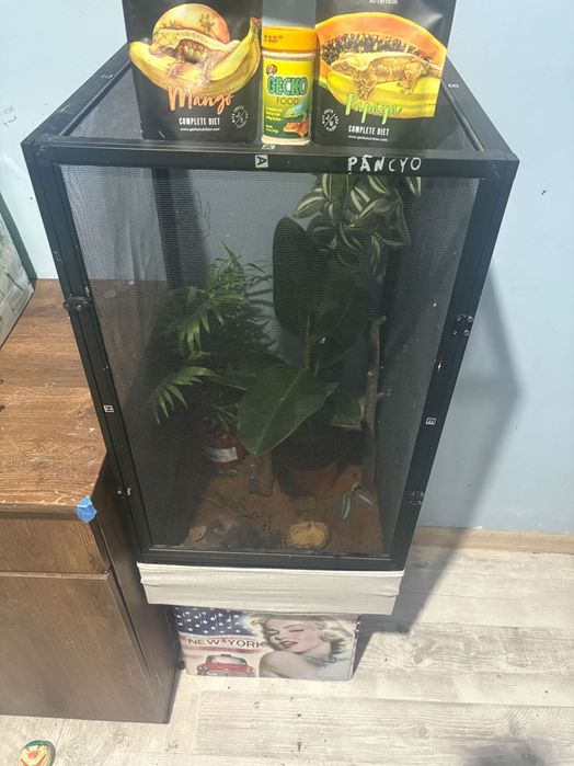Vând șopârlă gecko plus terariu